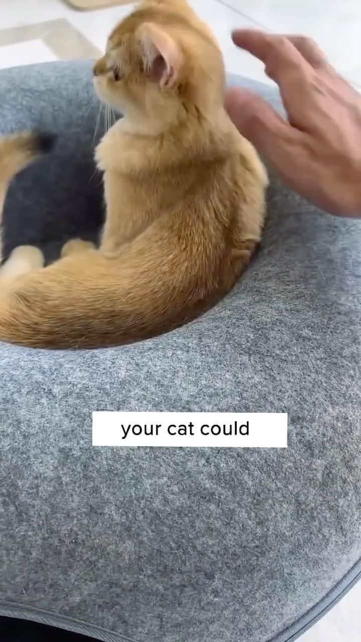 Cute Pets Dogs Catsのインスタグラム：「Crafted with safety and style in mind, it’s a must-have addition to your cat’s haven! 🍩 Link in bio!」
