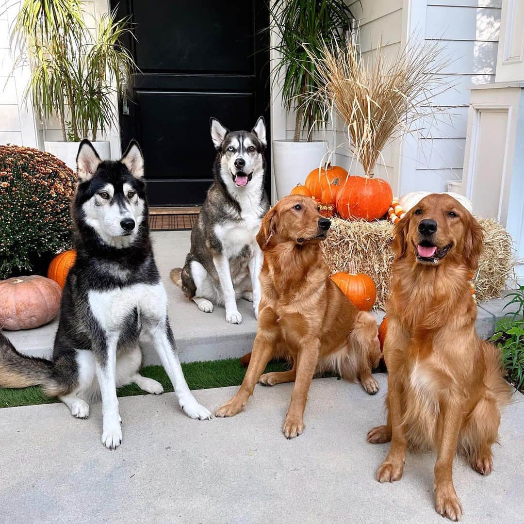 ジョーイ・グレーセッファのインスタグラム：「the struggle of getting them all to sit and stay deserves your ❤️」