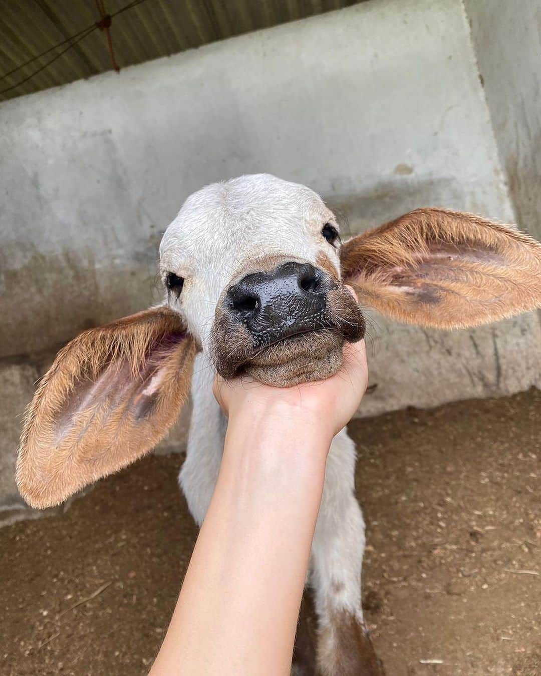 Giovanna Ewbankさんのインスタグラム写真 - (Giovanna EwbankInstagram)「Novo integrante da família…OCTÁVIO 🐮 Esse bebê bezerrinho foi encontrado sem mãe e amarrado por uma corda na chuva há dias. Resgatado pelo @garranimal ele vai direto para o @ranchodmontanha pra receber muito amor pelo resto da vida! 💕 Vamos dar boas vindas a ele???」10月16日 6時26分 - gioewbank