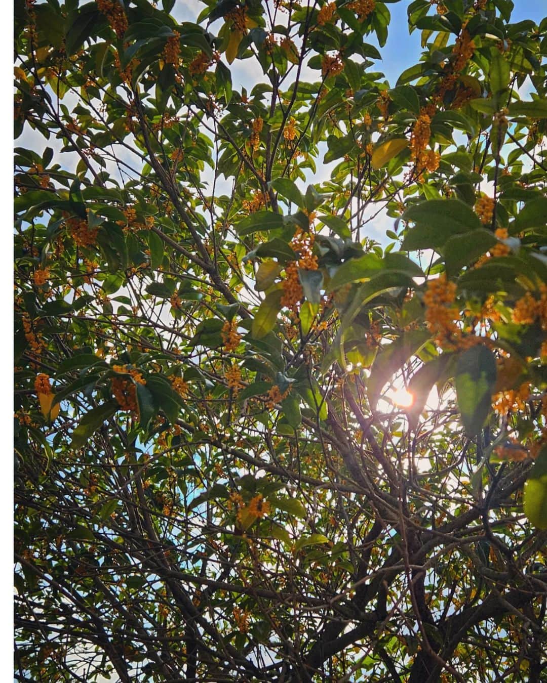 CHIHARUさんのインスタグラム写真 - (CHIHARUInstagram)「風と共にフワァっと。 もっと匂っていたいのにパッと消えちゃう。 それがまたいいんだろうね。秋だねぇ☺️」10月16日 15時48分 - 10090725c