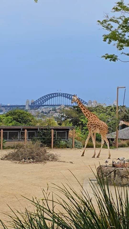 タロンガ動物園のインスタグラム