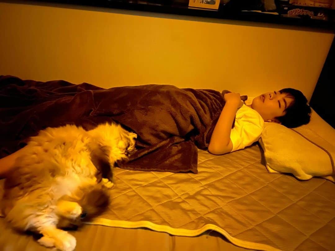 コーキTVのインスタグラム：「肌寒くなってきて、くらちゃんはいつもこうきと寝てます🐈✨ 横に長く寝るからこうきはいつも壁際に（笑） #ラグドール #ねこのいる生活 #子ども部屋 #おやすみ」