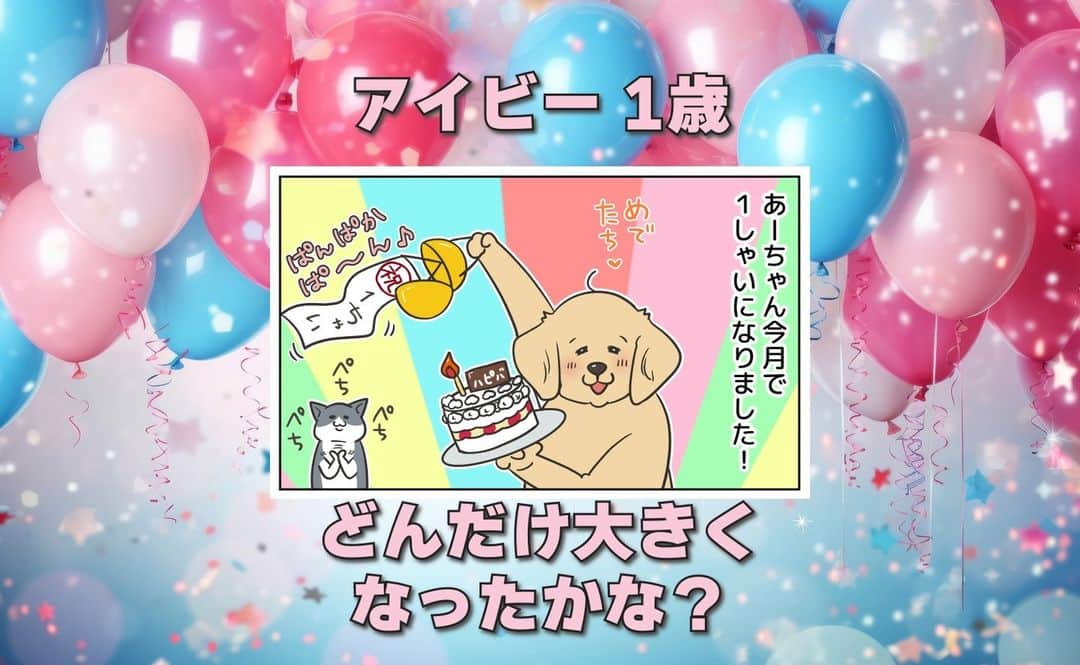 餅付きなこのインスタグラム：「今月で1歳のお誕生日を迎えたアイビー。  あんなに小さかったのがすっかり大きくなり、先代犬アーティの体重をすんなり超えちゃってまだまだ成長中♡  先月お友達とお食事会したときにサプライズでいただいたバースデーケーキと、先週お誕生日旅行で用意したケーキ、合わせて2回もお誕生日ケーキを美味美味したアイビーでした！  多くの方にお誕生日を祝ってもらえるアイビーは、本当に幸せものです。  Instagramでいつも見守り、可愛がってくださる皆様に感謝申し上げます。  これからも元気いっぱいのアイビーをよろしくお願いですしっし～(きゃぴ♡)  #漫画 #イラスト #犬漫画 #絵日記 #エッセイ漫画 #コミックエッセイ#マンガ #日常漫画 #ゴールデンレトリバー #goldenretriever #ゴールデンレトリーバー #犬と生活 #4コマ漫画 #犬 #dog #dogstagram #instadog #わんこ #ふわもこ部 #いぬ #ilovemydog #いぬのきもち #大型犬 #大型犬のいる生活 #まめとアーティ #餅付きなこ #おさんぽですし！」