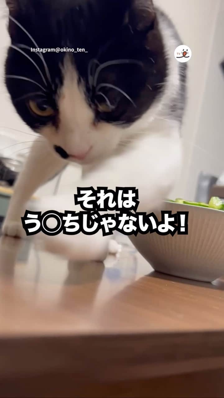 PECOねこ部のインスタグラム