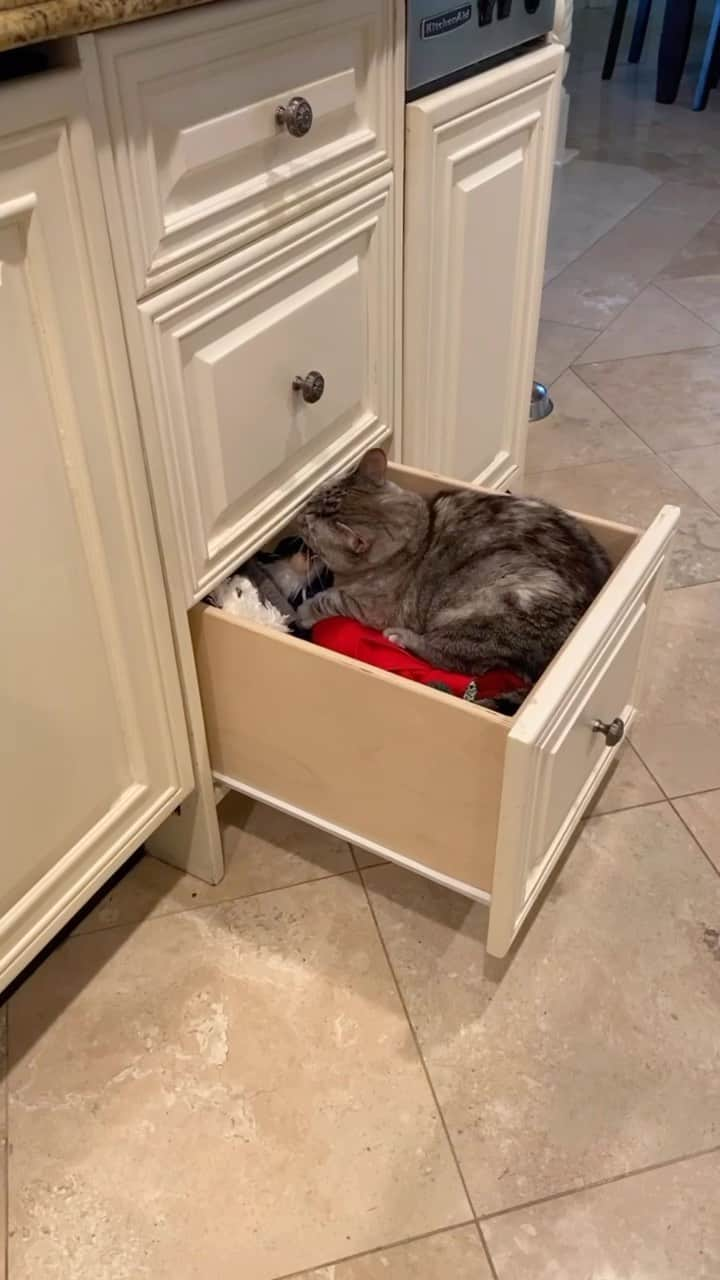 nala_catのインスタグラム：「The kitchen drawer is now my chosen domain, a snug spot for this whiskered explorer to reign! 🧭🗺️  #cats #cat #catsofinstagram #love #nala #nalacat」