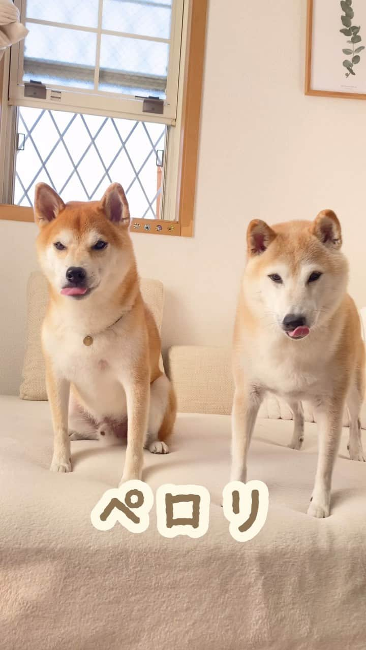 柴犬Mamesuke・Korosuke??大阪のインスタグラム：「みんな病院苦手だよねー😭 今が旬の里芋を使った、里芋チップス、人もワンコも美味しく食べれてオススメ😊💓 私はジャガイモのチップスより好き❤️ 🐾-—*-—*-—*-—*🐾 #MameKoro #豆コロ #柴犬と子供 #犬と子供 #チャリちゃん見守り隊 #子守犬 #豆柴 #柴犬 #赤柴 #豆介 #コロ介 #shibagram #shibastagram #shibainu #shiba #🐕📷」