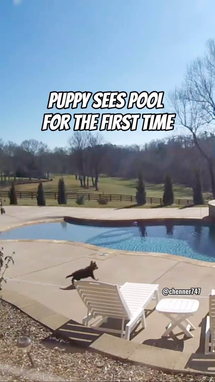 DogsOf Instagramのインスタグラム：「We’ll save the swimming lessons for next time 😆💦 (Fetched w/ permission from @chenner747 on tiktok ) Shoutout to dog mom for keeping a watchful eye! Any other water loving pups that would try this? 🌊 . . .  #pooldogs #puppysfirst #gsdpuppy #funnypuppy #puppylove #dogmom #obsesseddogmom #greatpetcare」