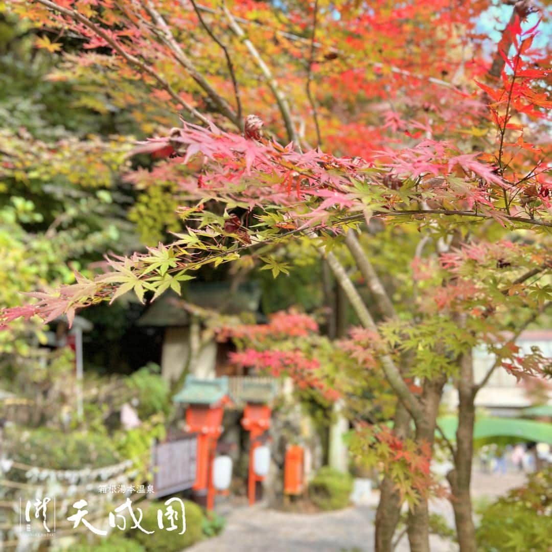 【公式】箱根湯本温泉 天成園のインスタグラム：「♨ おはようございます🍁  寒い日も増え、少しずつ木々が色付いてきましたね🍁🍁  真っ赤に染まりきった紅葉も、もちろん美しいですが 段々と色が変わっていく様子も風情があって素敵です😊  箱根の秋の風情を味わいながら、ゆっくり温泉に入りにきませんか？ お待ちしております  #箱根 #箱根湯本 #天成園 #箱根湯本温泉 #天成園箱根湯本 #温泉 #本格温泉 #箱根ホテル #箱根旅館 #箱根旅行 #旅行 #個室 #貸し切り #レンタル浴衣 #露天風呂 #日本庭園 #神社 #滝 #日帰り温泉 #hakone」