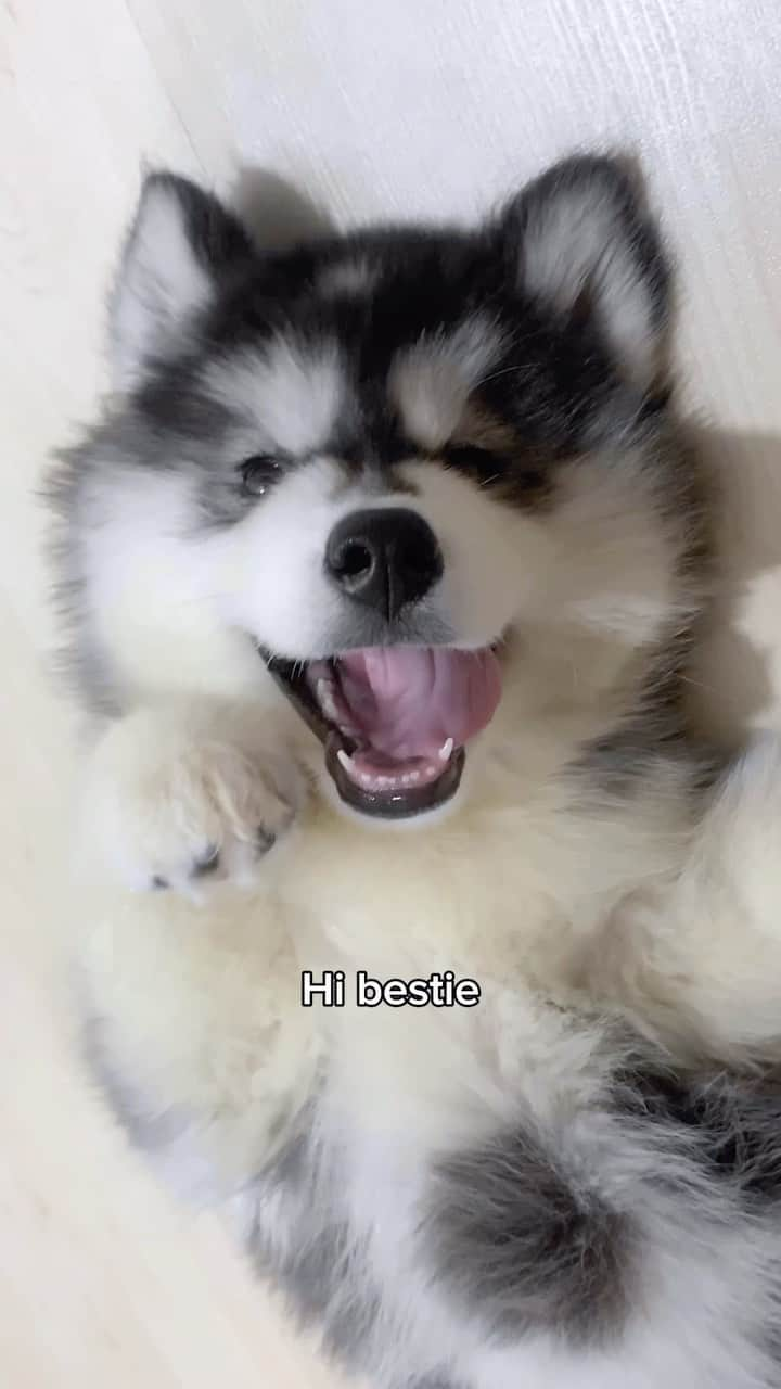 MARUのインスタグラム：「Tag your bestie ❤️🤗 • • Sound tiktok: lukefranchina  • #siberianhusky #husky #littlepuppy #huskypuppy #dogbestfriend #bestie #anakanjing #puppyeyes #puppysmile #smilingpuppy #weeklyfluff #dogsofinstagram #bestiememes」