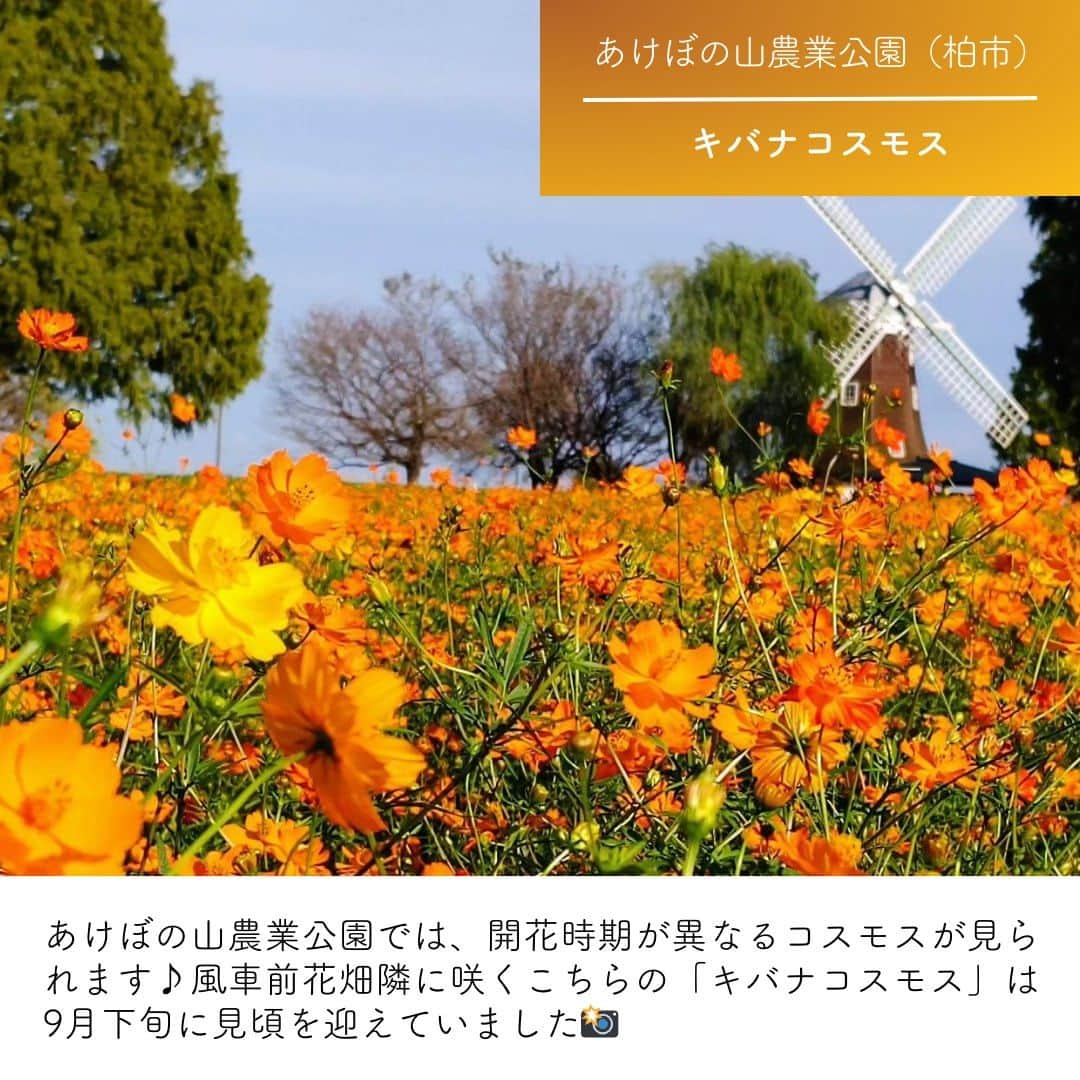 あなたのLOVE CHIBA教えてキャンペーンさんのインスタグラム写真 - (あなたのLOVE CHIBA教えてキャンペーンInstagram)「★写真投稿でプレゼントに応募！ラブちばキャンペーン★ らぶちばに投稿された写真の中から、「秋の花スポット」をご紹介📷  【1】村上緑地公園×彼岸花／八千代市 @jun_next_photo 毎年9月中旬～10月上旬に見頃を迎えます。 一面に広がる赤い彼岸花と、木漏れ日がきれいな場所です✨  【2】あけぼの山農業公園×キバナコスモス／柏市 @furukumi_kumi 風車前花畑隣に咲く「キバナコスモス」は9月下旬に見頃を迎えていました📸 開花時期が異なるコスモスが見られます♪  【3】マザー牧場×ペチュニア／富津市 @haku0508 マザー牧場で見られるペチュニア・桃色吐息は千葉県生まれの品種。 鑑賞期は7月上旬～9月下旬です。  【4】北総花の丘公園×千日紅／印西市 @otome_kikyo 北総花の丘公園は、千葉ニュータウンにある広々とした緑豊かな県立公園。 千日紅の花期は5～11月と長く鑑賞できます🌸  【5】里見公園×薔薇／市川市 @tatsuya_jef 薔薇の町として知られる市川・里見公園内にあるバラ園。 秋バラは10月中旬～11月中旬頃まで鑑賞ができます。  花の開花の状況は、お出かけ前に公式サイトなどでご確認ください。 ご投稿ありがとうございました🙇‍♂️  ラブちばでは、過去に撮影した写真の応募も大歓迎です📷 今年度も皆さまのおかげで、千葉県の魅力あふれるお写真がたくさん投稿されています！ 引き続き、皆さまからの素敵なお写真を心よりお待ちしております。  ￣￣￣￣￣￣￣￣￣￣￣￣￣￣￣ ／ ラブちばSeason12 開催期間：2023年6月1日～2024年3月31日 ＼ ＿＿＿＿＿＿＿＿＿＿＿＿＿＿＿  千葉県の魅力あふれる写真をらぶちばに投稿して、プレゼントをGETしよう！！  毎月20名様に、チーバくんグッズや千葉県の特産品が抽選で当たります✨ たくさんのご応募をお待ちしております！ プレゼントはプロフィール欄のリンクから、公式サイト（https://love-love-chiba.jp/）でチェック！  📷応募方法： ①公式Instagramアカウント『@love.love.chiba』をフォロー ②２つのハッシュタグをつけて、千葉の魅力あふれる写真をInstagramに投稿 #らぶちば12に応募  希望するプレゼントを どれか一つハッシュタグをつける #チバザビーフ #千葉のチーズ #野菜ボックス #銚子つりきんめ #チーバくんアウトドアグッズ  （例）館山市の〇〇海岸の景色がとってもきれい！夕暮れどきもおすすめだよ♪ #らぶちば12に応募　#チーバくんアウトドアグッズ  ▽公式サイトからWEB応募もできます▽ https://love-love-chiba.jp/entry  ￣￣￣￣￣￣￣￣￣￣￣￣￣￣￣ ＼追加ハッシュタグでWチャンス✨／ 　JR京葉線特別賞開催🎉 ＿＿＿＿＿＿＿＿＿＿＿＿＿＿＿  らぶちば×JR京葉線のコラボ企画！ 毎月5名様に、オリジナルグッズと特産品のセットをプレゼント🎁 あなたがオススメする『千葉県内の京葉線（舞浜駅～蘇我駅）沿線の場所・モノの写真』の投稿をお待ちしています✨  📅開催期間：2023年9月1日～11月30日  🎁プレゼント： 毎月5名様（計15名様）に当たります！ オリジナルフォトスタンドと、京葉線沿線の特産品（全5種類の中から1つをランダム）をセットでプレゼント♪  詳しくはらぶちば公式サイトへ https://love-love-chiba.jp/cp_jr ※プレゼントのハイライトからリンク先に飛べます  📝応募方法： 「千葉県内の京葉線（舞浜駅～蘇我駅）で撮影された、魅力を感じる場所・モノの写真」を撮影📷✨ 例）街並み、観光スポット、イベント、グルメスポットなど  ラブちばキャンペーンの応募に必要なハッシュタグに加えて、#JR京葉線特別賞に応募 のハッシュタグをつけて、Instagramで投稿！  ▽公式サイトからWEB応募もできます▽ https://love-love-chiba.jp/cp_jr  #千葉県 #千葉 #千葉観光 #あなたに撮られたい千葉 #千葉ツーリング #千葉ドライブ #千葉おでかけ #chiba #プレゼントキャンペーン #プレゼント企画 #秋バラ #千日紅 #ペチュニア #彼岸花 #八千代市 #柏市 #富津市 #印西市 #市川市 #はなまっぷ #秋の景色」10月16日 10時35分 - love.love.chiba