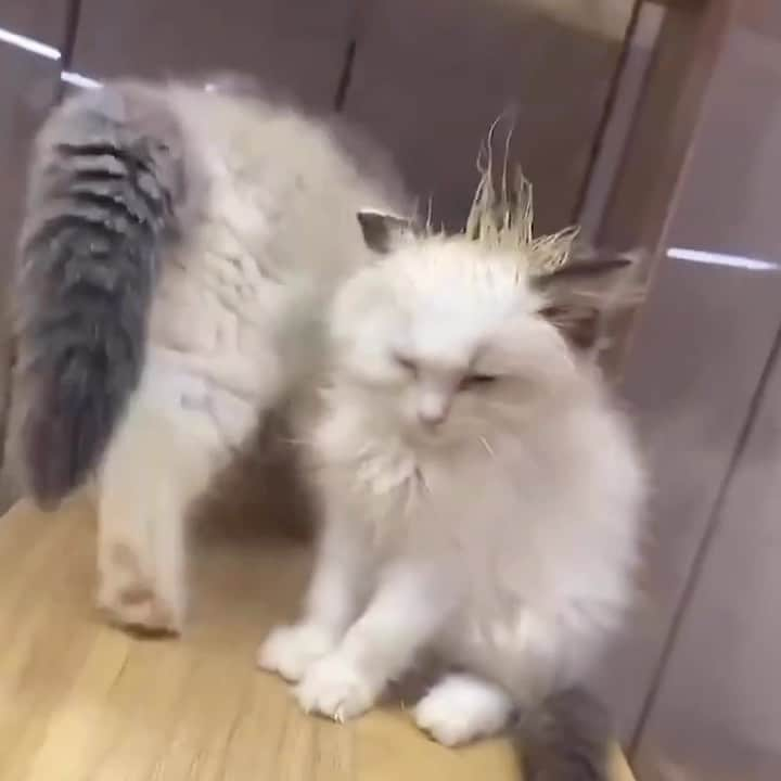 Aww Clubのインスタグラム：「Mom can you stop licking my head 😑  #meowed #cutecat #cats #catmom #grooming #ragdoll」