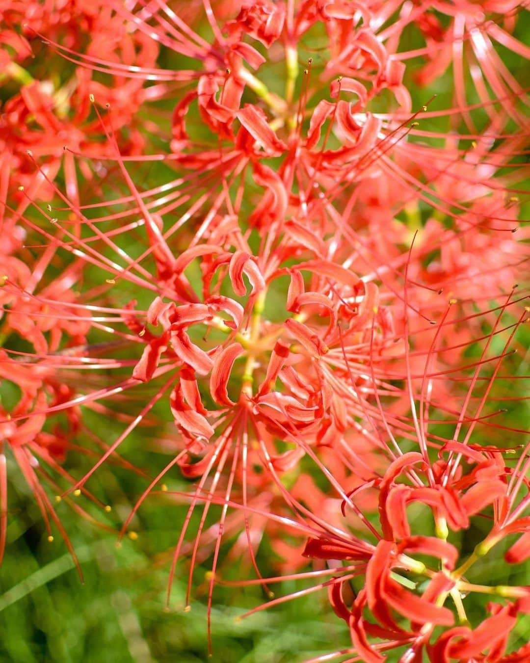 福岡市のインスタグラム：「＜ fukuokapics10月：彼岸花@室見川＞  秋のお彼岸を過ぎると、がらりと季節が変わり、人々の装いもすっかり秋仕様になりました。 この時期に見頃を迎える彼岸花が放射状に花弁を広げて、鮮やかな紅色の花を咲かせていました。 曼珠沙華（まんじゅしゃげ）とも呼ばれるこの花は、秋に開花し、冬に葉を付け、そして夏には枯れて地表から姿を隠してしまうという他の植物とは逆のサイクルを生きるそうです。 個性的で妖艶なその姿は何とも魅力的ですよね。  After the equinox, the weather has completely transitioned to autumn. In Japan, the equinoctial week is known as 'Higan,' and the red spider lily, which is at its peak during this time, is referred to as 'Higan-Bana.' It is also called 'Manjushaka,' derived from the Sanskrit language. What makes it unique is its cyclical nature, opposite to that of other plants: it blooms in the fall, grows leaves in the winter, and withers, disappearing from the ground in the summer. Despite its enchanting beauty, it's important to note that this flower is poisonous, so please handle it with care.  photo by @echoes_jpn location：室見川河畔公園 ・ hashtag : #fukuokapics follow : @fukuoka_official ・ #福岡 #博多 #福岡市 #室見川 #彼岸花 #曼珠沙華 #fukuoka #hakata #muromi #lily #higan」