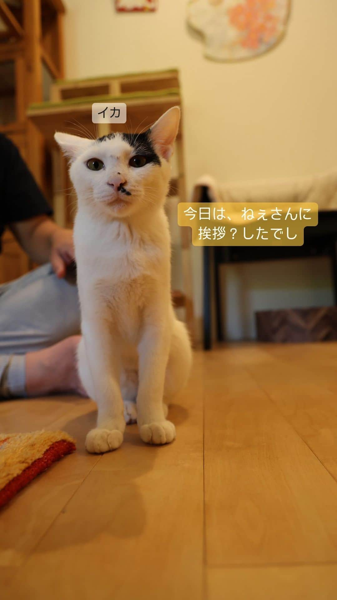 nozomiorideのインスタグラム：「昨日やったLIVEの抜粋でし 侘助、一応子猫扱いされとる  #まりもさん  #人馴れ修業中  #ねこのきもち #猫好きさんと繋がりたい #成猫の魅力を伝えたい  #ねこすたぐらむ  #きじしろ#キジシロ#きじしろ男子 #保護猫 #しろくろねこ #子猫」