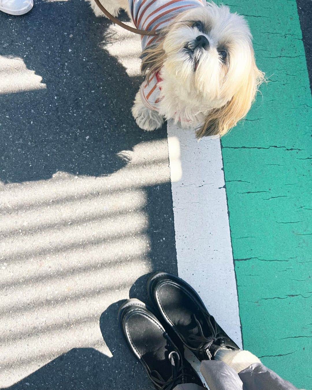 kazumiさんのインスタグラム写真 - (kazumiInstagram)「昨日の天気がウソのような 心地良い天気☀️✨  今日は @studioclip ×kazumiコラボモカシンショートブーツのブラックを合わせたよ🖤  @shinzone_official のニット @astraet_jp のパンツ @celine のキャップ  ちょっと寒くなったからカブキもお洋服 投入🩶 #studioclip#kazumiコラボ#kazumi#shinzone#astraet#celine#カブキ#犬のいる暮らし#dog#」10月16日 11時27分 - kazumi0728
