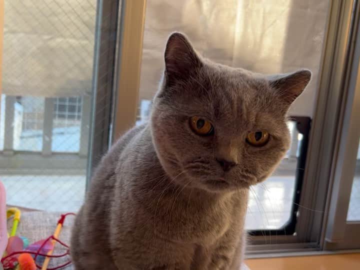 のインスタグラム：「こんにちにゃん😸  向き合って座る #ゆきさく （夫撮影） #諭吉 の手の上に #またたびドーナツ を置くイタズラも😏  #幸来 ちゃんはカラス🐦‍⬛さんに向かって #クラッキング   今日は良い天気☀️  #諭吉と幸来 #猫のいる暮らし」
