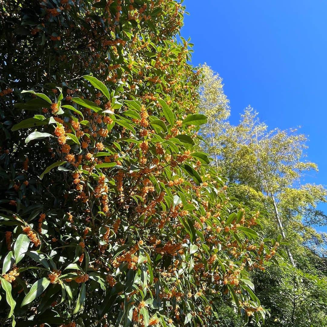 クリス智子さんのインスタグラム写真 - (クリス智子Instagram)「秋の色、金木犀。 晴れた日は、また香りも格別。  今週もよろしくお願いします😌 @good_813jwave」10月16日 11時32分 - chris_tomoko