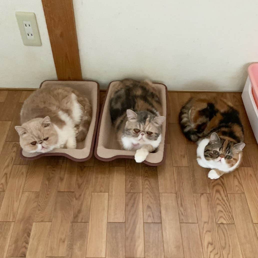 こちょねこ父さんのインスタグラム