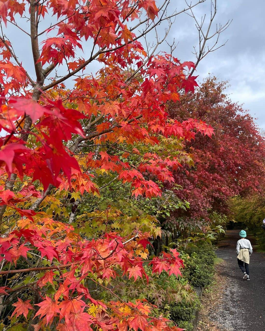 市井紗耶香さんのインスタグラム写真 - (市井紗耶香Instagram)「.  #autumn #maple #🍁」10月16日 11時41分 - sayakaichii