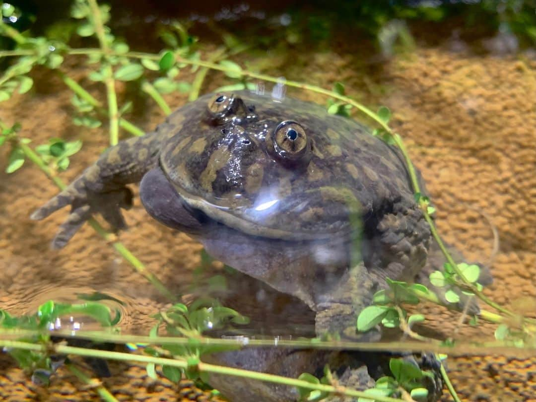 アクアパーク品川のインスタグラム：「まんまるなフォルムが愛らしいマルメタピオカガエル🐸  #マルメタピオカガエル #budgettsfrog #カエル #frog #アクアジャングル #生きもの #マクセルアクアパーク品川 #MaxellAquaParkShinagawa #アクアパーク #aquapark #アクアパーク品川 #aquaparkshinagawa #水族館 #aquarium #水族館デート #東京 #都内 #品川 #駅近 #東京観光 #屋内遊び場 #品川プリンスホテル #品プリ」