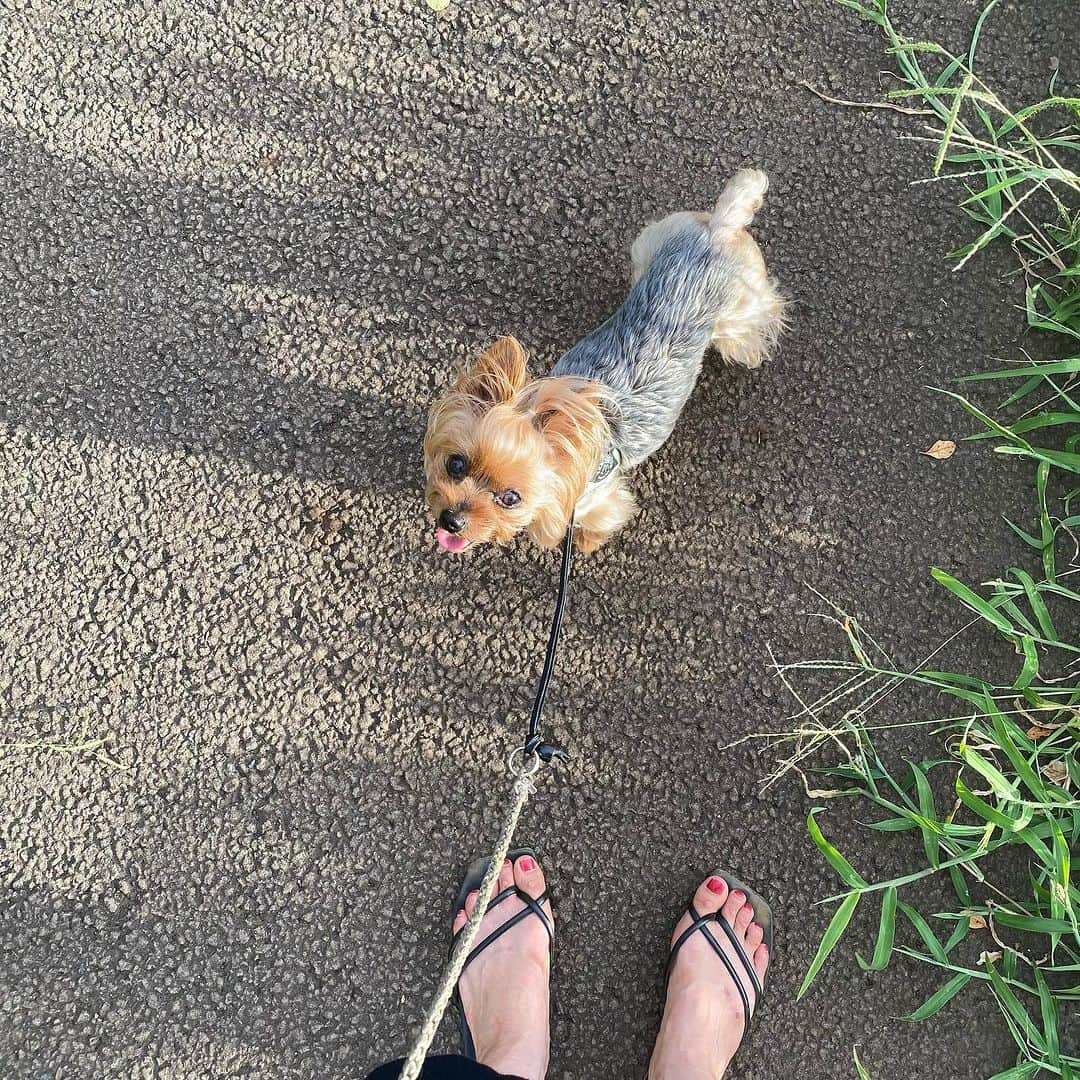 Rubyのインスタグラム：「📸2023.9.2  お散歩中、見上げてくるルビたんが好き💓  ちなみにこれは 『ママ、そろそろわたしを抱っこしよっか？』 って言っている顔。  夏のお散歩はちょっと苦手だもんね。  #ヨーキー #ヨークシャテリア #yorkie #yorkshireterrier #ヨーキー好きと繋がりたい #犬のいる暮らし #pecoいぬ部 #rubyと歩く散歩道」