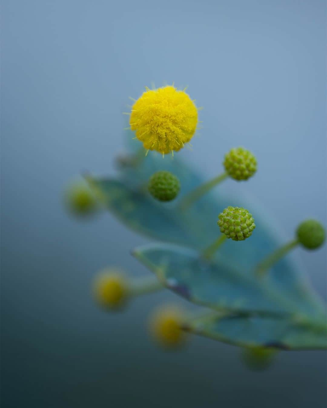 Nikon Australiaさんのインスタグラム写真 - (Nikon AustraliaInstagram)「Discover Perth's floral wonders with @louiserl_photography and the NIKKOR Z MC 105mm f/2.8 VR S in this stunning collection of nature's intricate details.  "I love observing small details from various angles. Getting up close with my NIKKOR Z MC 105mm f/2.8 VR S has allowed me to truly appreciate the beauty of the plants and flowers in my new home here in Perth."   Photos by @louiserl_photography   📷 Z 7II and NIKKOR Z MC 105mm f/2.8 VR S  #Nikon #NikonAustralia #MyNikonLife #NikonCreators #NIKKOR #NikonZ7II #Z7II #Zseries #MacroPhotography #WildlifePhotography #Australia」10月16日 12時30分 - nikonaustralia