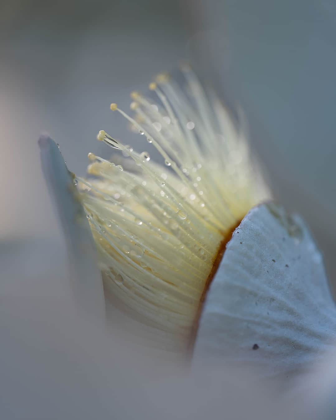 Nikon Australiaさんのインスタグラム写真 - (Nikon AustraliaInstagram)「Discover Perth's floral wonders with @louiserl_photography and the NIKKOR Z MC 105mm f/2.8 VR S in this stunning collection of nature's intricate details.  "I love observing small details from various angles. Getting up close with my NIKKOR Z MC 105mm f/2.8 VR S has allowed me to truly appreciate the beauty of the plants and flowers in my new home here in Perth."   Photos by @louiserl_photography   📷 Z 7II and NIKKOR Z MC 105mm f/2.8 VR S  #Nikon #NikonAustralia #MyNikonLife #NikonCreators #NIKKOR #NikonZ7II #Z7II #Zseries #MacroPhotography #WildlifePhotography #Australia」10月16日 12時30分 - nikonaustralia