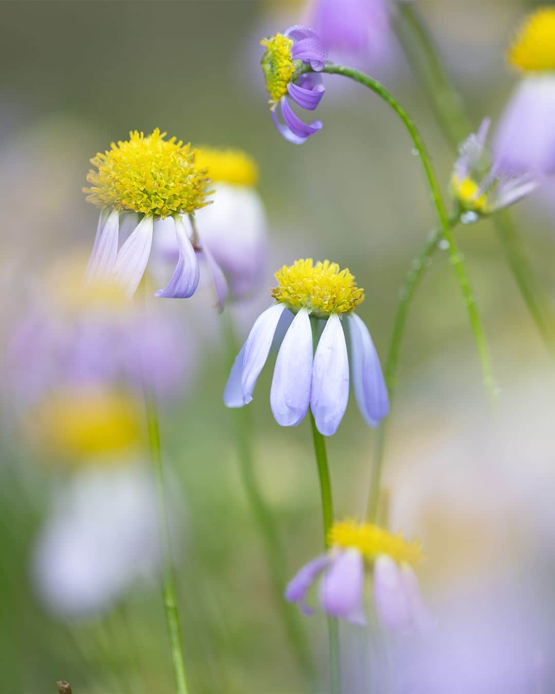 Nikon Australiaさんのインスタグラム写真 - (Nikon AustraliaInstagram)「Discover Perth's floral wonders with @louiserl_photography and the NIKKOR Z MC 105mm f/2.8 VR S in this stunning collection of nature's intricate details.  "I love observing small details from various angles. Getting up close with my NIKKOR Z MC 105mm f/2.8 VR S has allowed me to truly appreciate the beauty of the plants and flowers in my new home here in Perth."   Photos by @louiserl_photography   📷 Z 7II and NIKKOR Z MC 105mm f/2.8 VR S  #Nikon #NikonAustralia #MyNikonLife #NikonCreators #NIKKOR #NikonZ7II #Z7II #Zseries #MacroPhotography #WildlifePhotography #Australia」10月16日 12時30分 - nikonaustralia