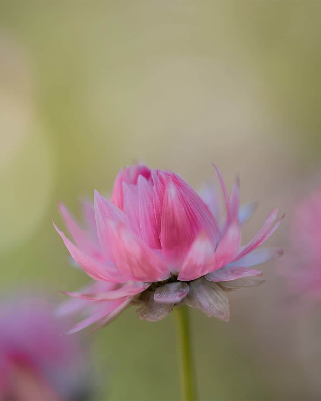 Nikon Australiaのインスタグラム：「Discover Perth's floral wonders with @louiserl_photography and the NIKKOR Z MC 105mm f/2.8 VR S in this stunning collection of nature's intricate details.  "I love observing small details from various angles. Getting up close with my NIKKOR Z MC 105mm f/2.8 VR S has allowed me to truly appreciate the beauty of the plants and flowers in my new home here in Perth."   Photos by @louiserl_photography   📷 Z 7II and NIKKOR Z MC 105mm f/2.8 VR S  #Nikon #NikonAustralia #MyNikonLife #NikonCreators #NIKKOR #NikonZ7II #Z7II #Zseries #MacroPhotography #WildlifePhotography #Australia」