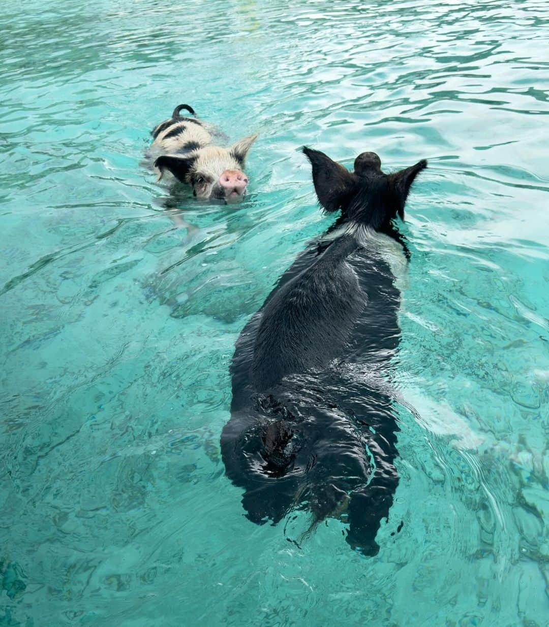 やよさーんのインスタグラム：「. exumaに行きたかった最大の目的はこの豚ちゃん🐖😍🏝️ 晴れてたら本当はめっちゃ綺麗みたいなんだけどどん曇りでした🥲それでも底まで見えるしめっちゃ綺麗すぎた😍💎 もはや晴れてなくても豚ちゃんにやっと会えて嬉しすぎて大興奮すぎた😍 野生の豚がbeachに住んでるんです🩵 夢が一つ叶いました🐖🩵🐖🩵🏝️🏝️🏝️ . . #exuma #exumas #bahamas  #bigmajorcay #beach #caribbean  #豚 #pig #traveler #travel #islands #beachlife #beachresort  #バハマ #vacations #海外旅行 #南米 #海が好き #離島巡り #タビジョ」