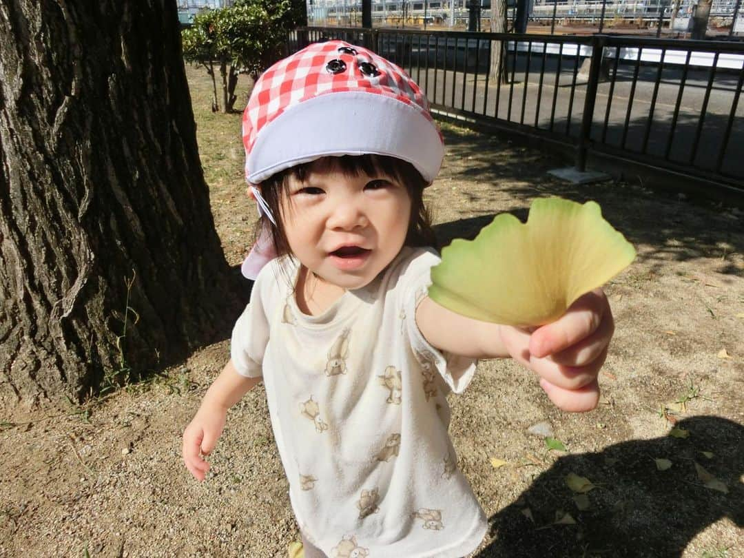 みゆきっこつばめ保育園・そら保育園のインスタグラム：「． 『公園で遊んだよ🍂』（つばめ・ひよこ組)  １０月１6日（月）． 　秋が深まって来て、気候がよくなり、公園で長い時間遊ぶ事ができるようになってきました✨ 以前はベビーカーから降りると不安で泣いていたお友達も、今ではレジャーマットの上に座り、リラックスした表情を見せてくれるようになりました🤗 水分補給のお茶も公園で飲み、ひとやすみします☺️ 　散策をしたい子は、マットから降りて歩きまわったりしていますよ❣️また鳩を見つけて追いいかけて行くことも・・・でも遊んで欲しいのか鳩はゆっくりと逃げて行きます🕊 　落ち葉も段々と赤や黄色に色づいていきます🍁 寒い季節がくるまでしばらくは、公園遊びを楽しみたいと思います🎶」