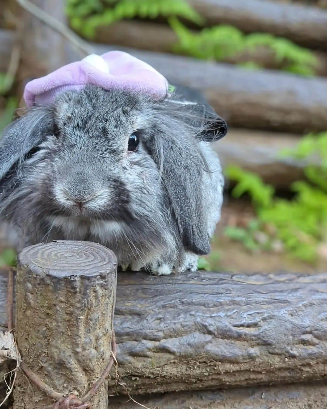 三宅裕子のインスタグラム：「ウーサーイーツ秋version🐰⁡🍁⁡ ⁡⁡⁡ ⁡ 涼しくなったので先日⁡ ⁡久しぶりにうさんぽへ。⁡⁡ ⁡ ⁡といっても⁡ツキちゃんは⁡ ⁡そこまで外が好きなわけではないのでほんの少し。⁡⁡ ⁡⁡ ⁡ポコちゃん🌈は体が弱かったから ⁡お散歩はあまりいけなかったけど⁡ ⁡🐶ちゃんみたいに好きだったなぁ♡⁡⁡ ⁡⁡ ⁡ ⁡ツキちゃんは真逆でのんびりさん。⁡⁡⁡ なのでUVER頼んでも⁡ ⁡ずっと届かないとおもう😂♡笑⁡⁡ ⁡⁡ ⁡  ⁡⁡❁︎⸜🐰⸝‍✏ ⁡2ヶ月ぶりに⁡⁡歯が伸びてしまったけれど⁡⁡ 一緒に走ったり、ペレットを減らして頑張ったおかげで⁡ ⁡⁡体重はなんとか元通り⁡ ⁡健康な体重に⁡戻りました👌🏻´-⁡ ⁡ 良かった🥺⁡⁡⁡ ⁡⁡⁡ ⁡ ⁡°・*:.。.☆⁡ ⁡ ⁡⁡#うさぎのツキちゃん⁡⁡ ⁡ #ウーサーイーツ⁡⁡ ⁡ #うさんぽ ⁡ #もちつき⁡ ⁡ #おすすめうさぎグッズ⁡ ⁡ #ミニロップイヤー ⁡ ⁡ #甘えん坊うさぎ⁡ ⁡ #もふもふ⁡ ⁡ #うさぎのいる暮らし⁡ ⁡ #うさぎ好きさんと繋がりたい⁡ ⁡ #3歳男の子⁡ ⁡ #チモシー嫌い⁡ ⁡ #うさぎの極み⁡ は好き ⁡ #コンプリート⁡ ⁡ #衣替え⁡ ⁡ #ふわもこ部うさぎ  #rabbit  #bunny ⁡ ⁡⁡⁡ ⁡⁡ ⁡ ⁡ ⁡ ⁡ ⁡」