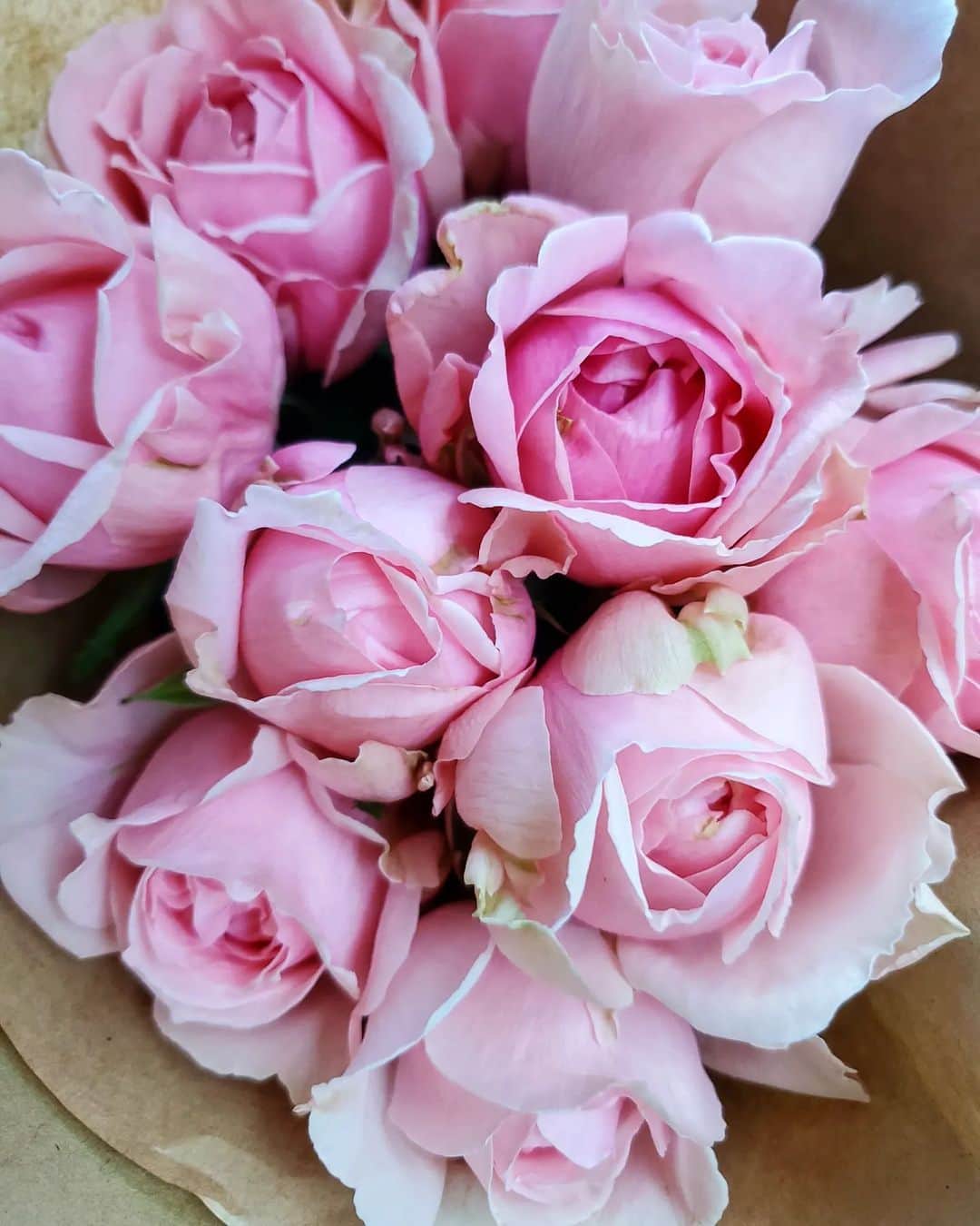 植松晃士さんのインスタグラム写真 - (植松晃士Instagram)「今週はこちらのお花を飾ります！❤️🤭」10月16日 13時41分 - kojiuematsu