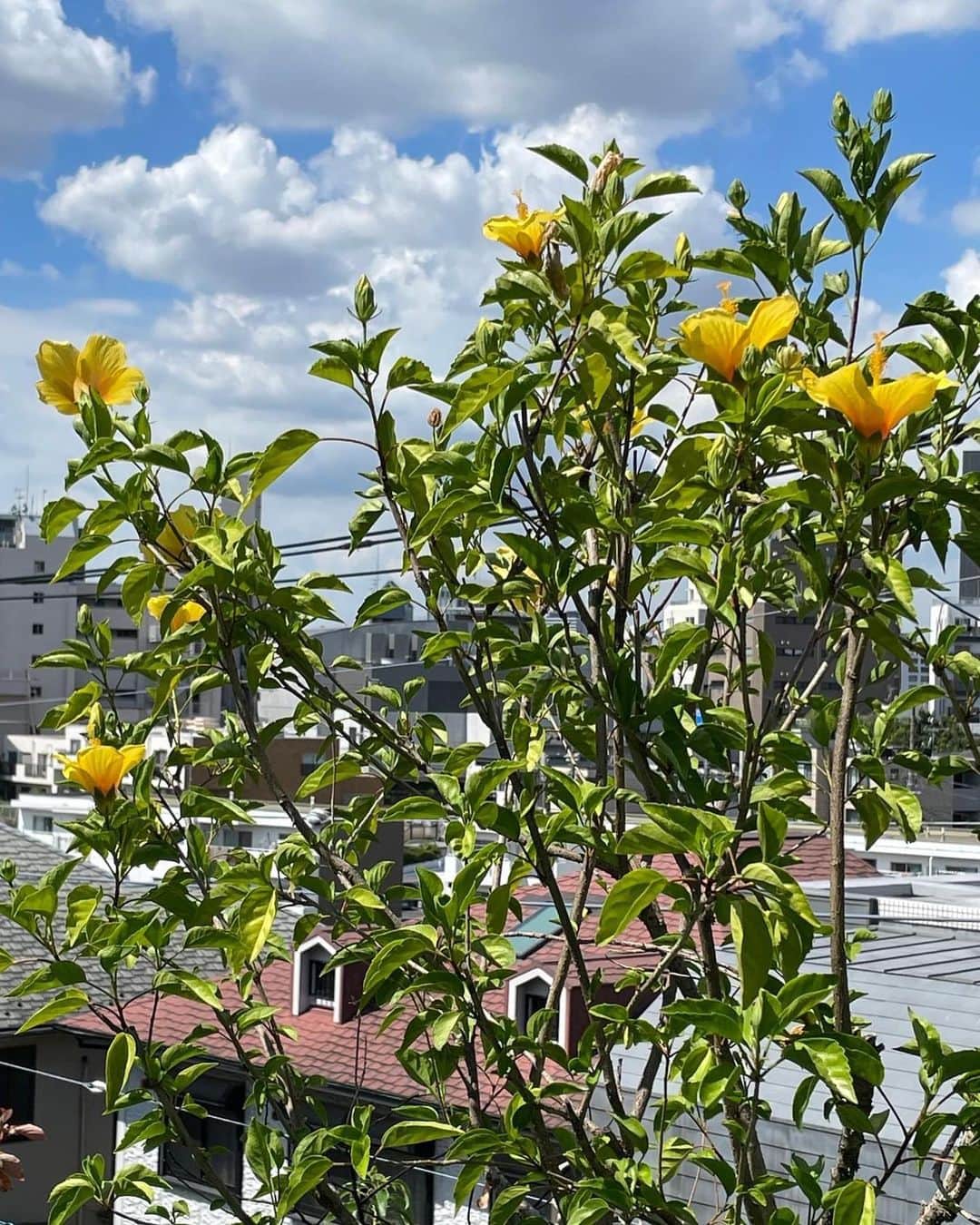 デヴィ・スカルノさんのインスタグラム写真 - (デヴィ・スカルノInstagram)「7月初旬に 花開いた、 我が家の屋上の ハイビスカス。 なんと 秋を迎えても、 このように 見事に 咲いています 10月に入り、 季節は  秋となりましたが 我が家の ハイビスカスは、 まだまだ 元気いっぱいです！ 太陽に向かって、 パッと 綺麗に 花開いています そして なんと 夏には咲いていなかった 黄色のハイビスカスが、 秋になって 開花しました 少々、 目覚めが 遅かった、 黄色の ハイビスカス、 その分、 秋を越えて 冬まで 咲いてくれるかしら？ オフィススタッフや、 お手伝いさんが 私が 不在の間も、 お花の水やり、 お世話を してくれていますので、 今年は 例年以上に ハイビスカスが 長生きして くれました 夏の名残りを 感じながら、 秋と冬に向けて、 まだまだ 太陽いっぱい浴びて 元気に育ってね♪」10月16日 14時23分 - dewisukarnoofficial