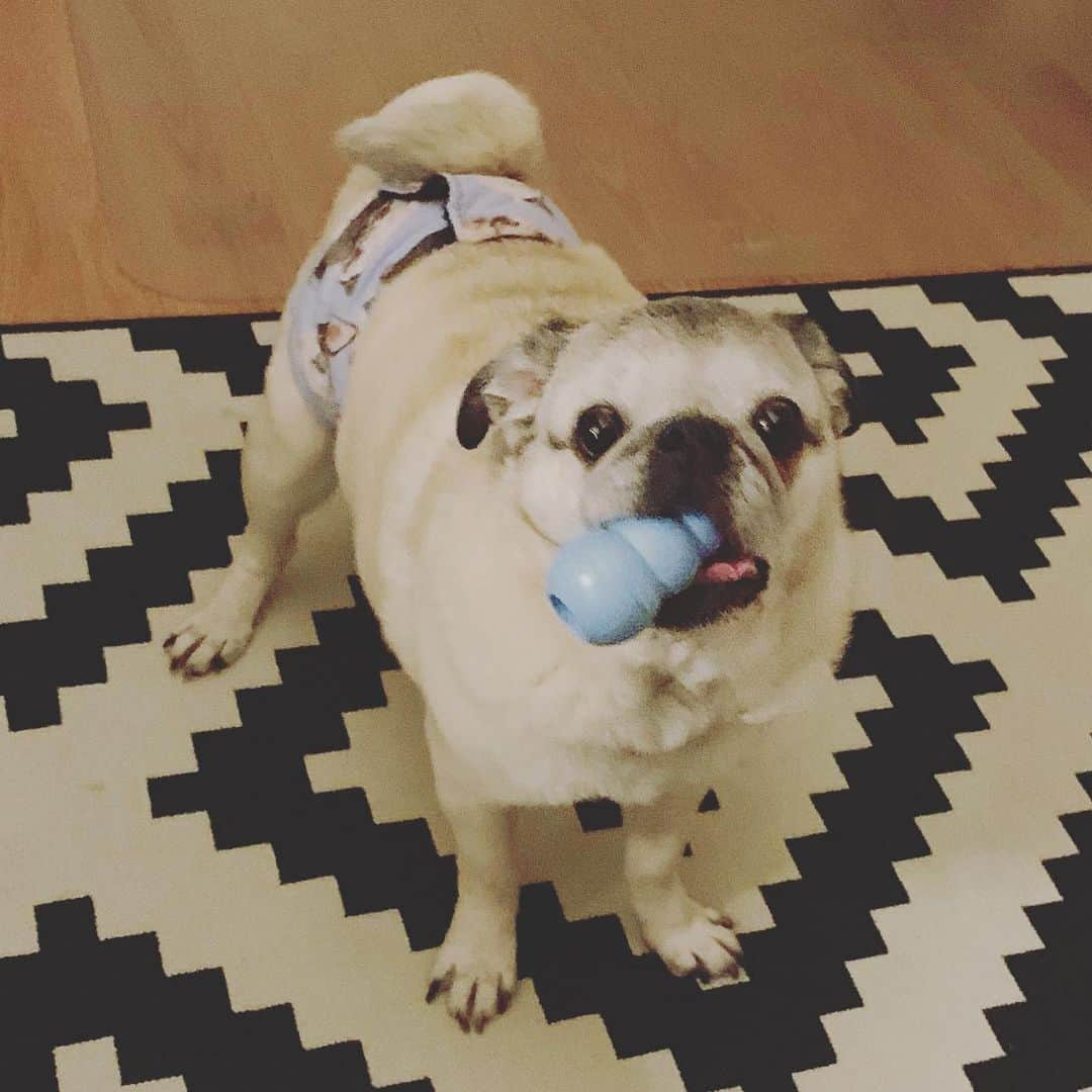 pugsofinstagramのインスタグラム：「Tonka was iconic. Diaper and matching Kong.」