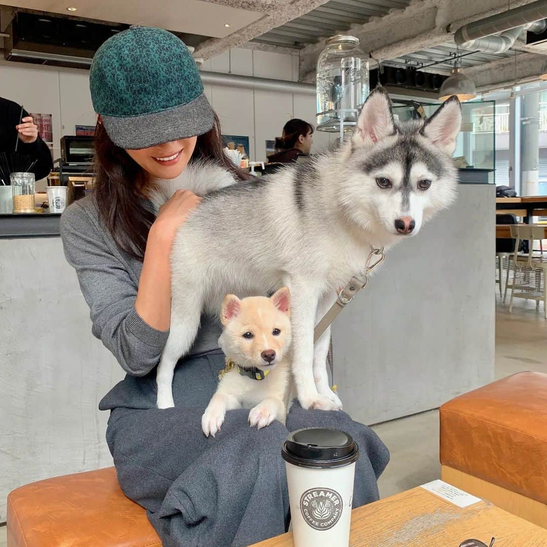 Yoshiko Kris-Webb クリス-ウェブ佳子のインスタグラム：「大きいのがフェイ。小さいのはルー。 #Mameshiba_Loup #PawsomeDogFaye」