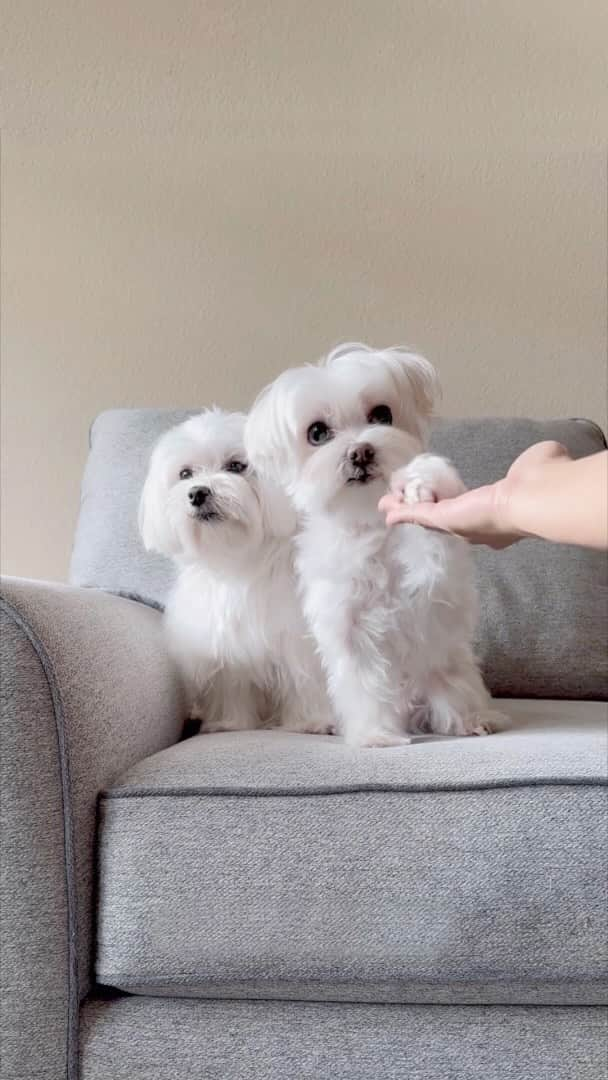 hi.arodのインスタグラム：「Worth it all 💯! #maltese #cutenessoverloaded #worthit #foryoupage #whitedog #doublethelove #dogsofinstagram #dogsoffacebook #dogoftheday #doggo #twodogs #malteselovers #dogvideos #highfive #fistbump #malteseofficial」