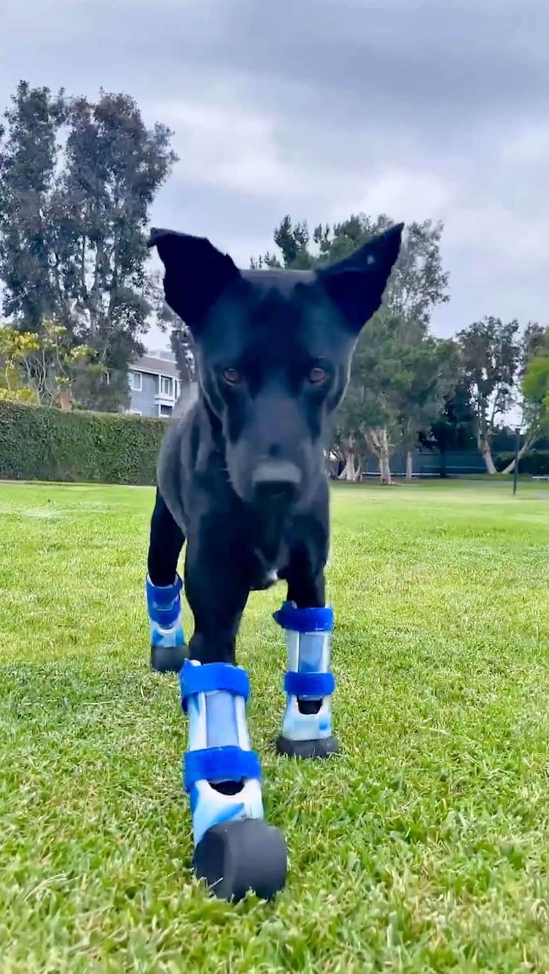 のインスタグラム：「The look on his face ❤️ Presented by @subaru_usa (🎥 : @theunstoppabledogs)   Celebrate Subaru’s National #MakeADogsDay with us on October 22nd to spread more love to underdogs like Elliot ❤️」
