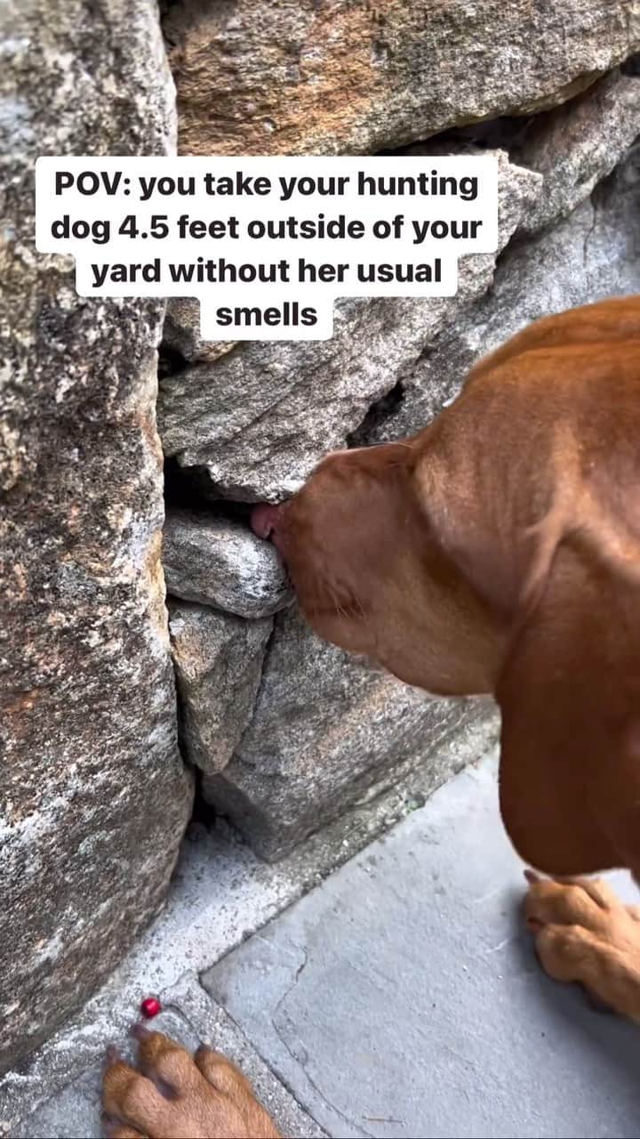 DogsOf Instagramのインスタグラム：「@queenharley_vizsla is powerless to new smells 🙃 Who else can relate? . . .  #vizslagram #huntingdog #funnydogreels #funnydoggo #dogsofinstagram #vizslalove」