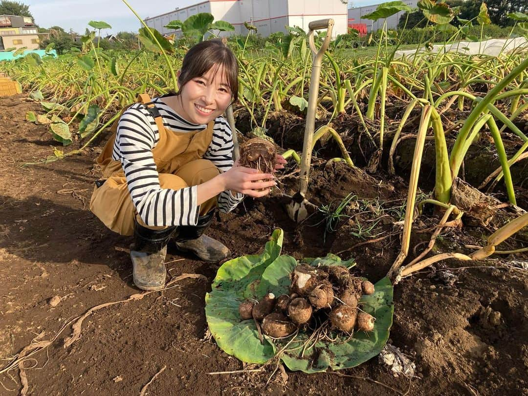 齋藤恵梨さんのインスタグラム写真 - (齋藤恵梨Instagram)「. 【おはよう日本】 . 先週土曜日は所沢市から中継で 埼玉県が収穫量、日本一を誇る里芋をご紹介しました！ . 私の地元・山形県は芋煮が名物なので 里芋は個人的に思い入れが強いです🤭 （味付けは庄内風の豚肉・みそ仕立て派！笑） . ただ今回は芋煮ではなく 皆さんが大好きな、ある料理に里芋が入っています🥟 . NHKプラスの見逃し配信で ぜひチェックしてみてください！ . . 衣装も秋の芋掘りにぴったりの色合いで可愛かったです💛 . #おはよう日本 #中継 #埼玉県 #所沢市 #里芋 #親芋」10月16日 17時46分 - eri_saito1213