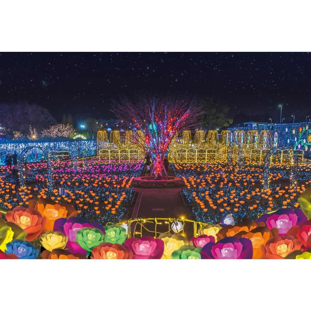 TOBU RAILWAY（東武鉄道）さんのインスタグラム写真 - (TOBU RAILWAY（東武鉄道）Instagram)「. . 📍Tochigi – Ashikaga Flower Park  Experience one of the 3 great illumination displays of Japan! . The illumination in Ashikaga Flower Park has been chosen as one of the 3 great illumination displays of Japan! It features 5 million bulbs, and charms everyone who visits. The illumination events held in the period from mid-October to mid-February are divided into 3 themes. The 1st is the “Fusion of Light and Salvia Leucantha Flowers.” The 2nd is “Christmas Fantasy,” held from late November to late December. The 3rd is the “Competition of Light and Winter-Blooming Peony Flowers.” Enjoy amazing illumination here that you can’t see anywhere else.  . . . . Please comment "💛" if you impressed from this post. Also saving posts is very convenient when you look again :) . . #visituslater #stayinspired #nexttripdestination . . #tochigi #ashikagaflowerpark #illumination #recommend #japantrip #travelgram #tobujapantrip #unknownjapan #jp_gallery #visitjapan #japan_of_insta #art_of_japan #instatravel #japan #instagood #travel_japan #exoloretheworld #ig_japan #explorejapan #travelinjapan #beautifuldestinations #toburailway #japan_vacations」10月16日 18時00分 - tobu_japan_trip