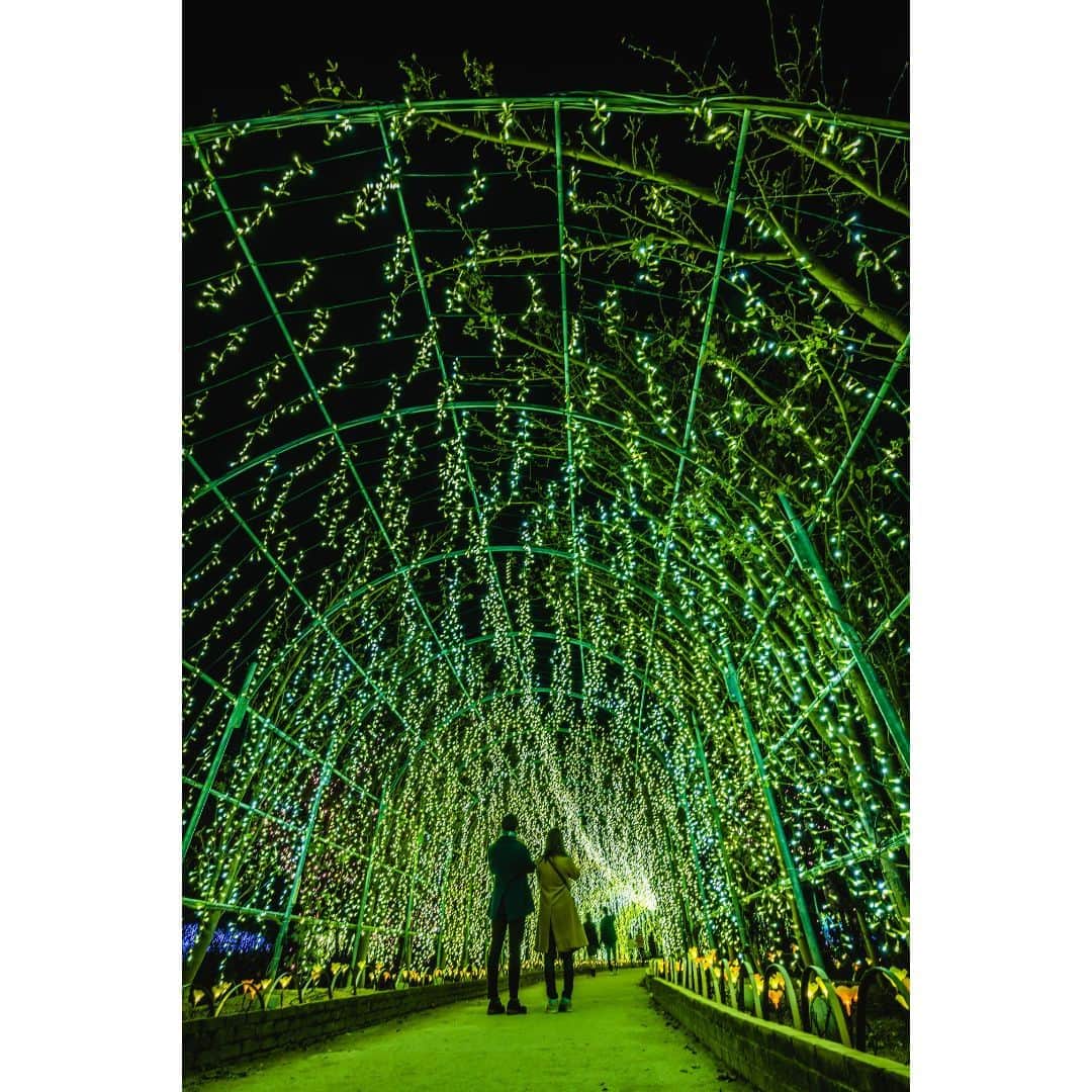 TOBU RAILWAY（東武鉄道）さんのインスタグラム写真 - (TOBU RAILWAY（東武鉄道）Instagram)「. . 📍Tochigi – Ashikaga Flower Park  Experience one of the 3 great illumination displays of Japan! . The illumination in Ashikaga Flower Park has been chosen as one of the 3 great illumination displays of Japan! It features 5 million bulbs, and charms everyone who visits. The illumination events held in the period from mid-October to mid-February are divided into 3 themes. The 1st is the “Fusion of Light and Salvia Leucantha Flowers.” The 2nd is “Christmas Fantasy,” held from late November to late December. The 3rd is the “Competition of Light and Winter-Blooming Peony Flowers.” Enjoy amazing illumination here that you can’t see anywhere else.  . . . . Please comment "💛" if you impressed from this post. Also saving posts is very convenient when you look again :) . . #visituslater #stayinspired #nexttripdestination . . #tochigi #ashikagaflowerpark #illumination #recommend #japantrip #travelgram #tobujapantrip #unknownjapan #jp_gallery #visitjapan #japan_of_insta #art_of_japan #instatravel #japan #instagood #travel_japan #exoloretheworld #ig_japan #explorejapan #travelinjapan #beautifuldestinations #toburailway #japan_vacations」10月16日 18時00分 - tobu_japan_trip