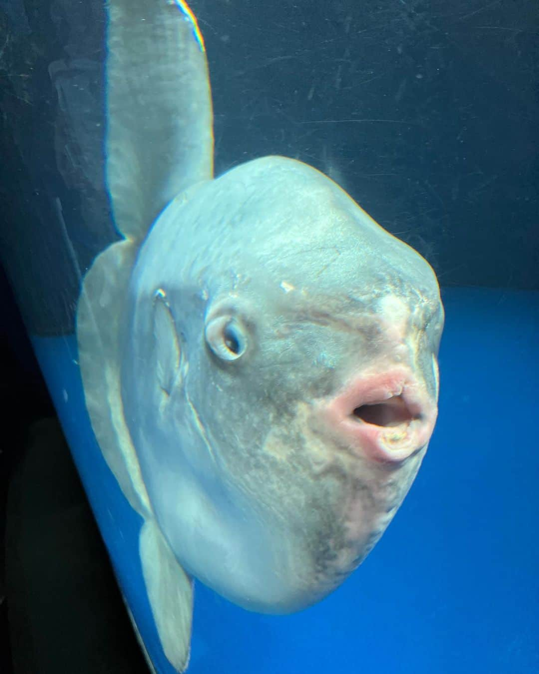 尻無浜冴美さんのインスタグラム写真 - (尻無浜冴美Instagram)「初めての水族館🐟🐠🐡💖 8くんビビりまくって全然見てくれなかった😇 そして前半で見事に寝ました笑 またリベンジするぞー！💕 サンシャイン水族館 仲良しママ友４人で行けて楽しかったし癒された〜✨  #新米ママ  #新米ママと繋がりたい  #男の子ベビー  #水族館  #水族館デビュー  #生後11ヶ月  #サンシャイン水族館」10月16日 18時50分 - saemi_shinahama