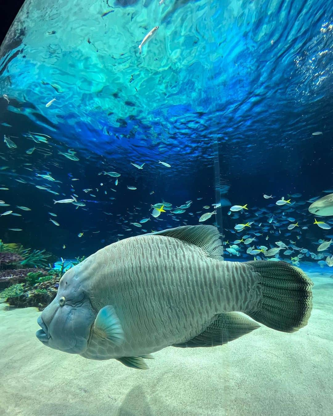 尻無浜冴美さんのインスタグラム写真 - (尻無浜冴美Instagram)「初めての水族館🐟🐠🐡💖 8くんビビりまくって全然見てくれなかった😇 そして前半で見事に寝ました笑 またリベンジするぞー！💕 サンシャイン水族館 仲良しママ友４人で行けて楽しかったし癒された〜✨  #新米ママ  #新米ママと繋がりたい  #男の子ベビー  #水族館  #水族館デビュー  #生後11ヶ月  #サンシャイン水族館」10月16日 18時50分 - saemi_shinahama