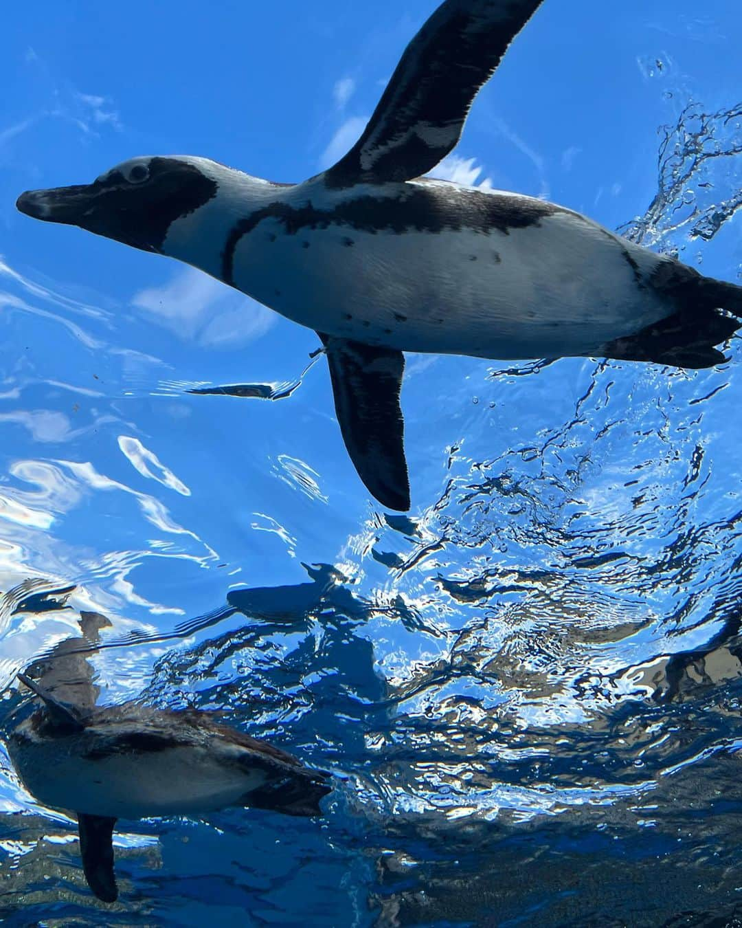 尻無浜冴美さんのインスタグラム写真 - (尻無浜冴美Instagram)「初めての水族館🐟🐠🐡💖 8くんビビりまくって全然見てくれなかった😇 そして前半で見事に寝ました笑 またリベンジするぞー！💕 サンシャイン水族館 仲良しママ友４人で行けて楽しかったし癒された〜✨  #新米ママ  #新米ママと繋がりたい  #男の子ベビー  #水族館  #水族館デビュー  #生後11ヶ月  #サンシャイン水族館」10月16日 18時50分 - saemi_shinahama