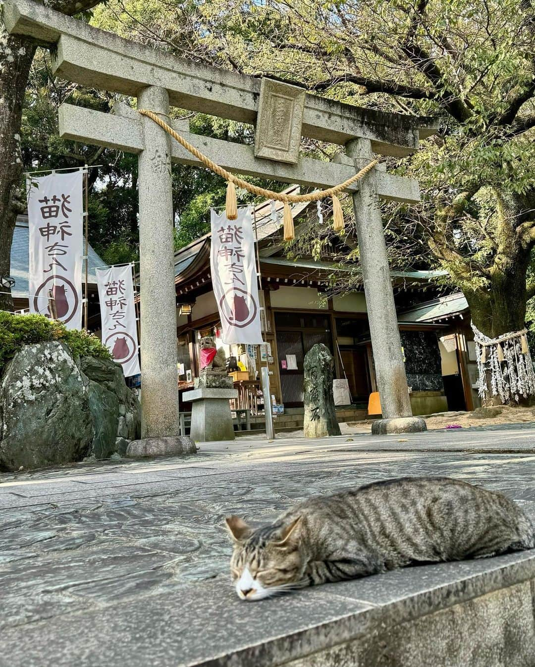 綱島恵里香さんのインスタグラム写真 - (綱島恵里香Instagram)「猫神さん王子神社に行ってきました！ 猫ちゃん3匹がお出迎えしてくれて感激です！ おちゃるさんのためにペットのお守りも買ったよ！ とっても素敵な神社でまた行きたい🐈猫好きにはたまらん！でした♡  #photography#photo#camera#instagood#instalike#diarygram#lifeinjapan#beautiful#beauty#ootd#instagood#instalike#model#ootn#cordinate#code#팔로우미#얼스타그램#コーデ #モデル#女優##写真#カメラ#ポートレート#japan#旅行好きな人と繋がりたい」10月16日 18時47分 - tsunashima.erika