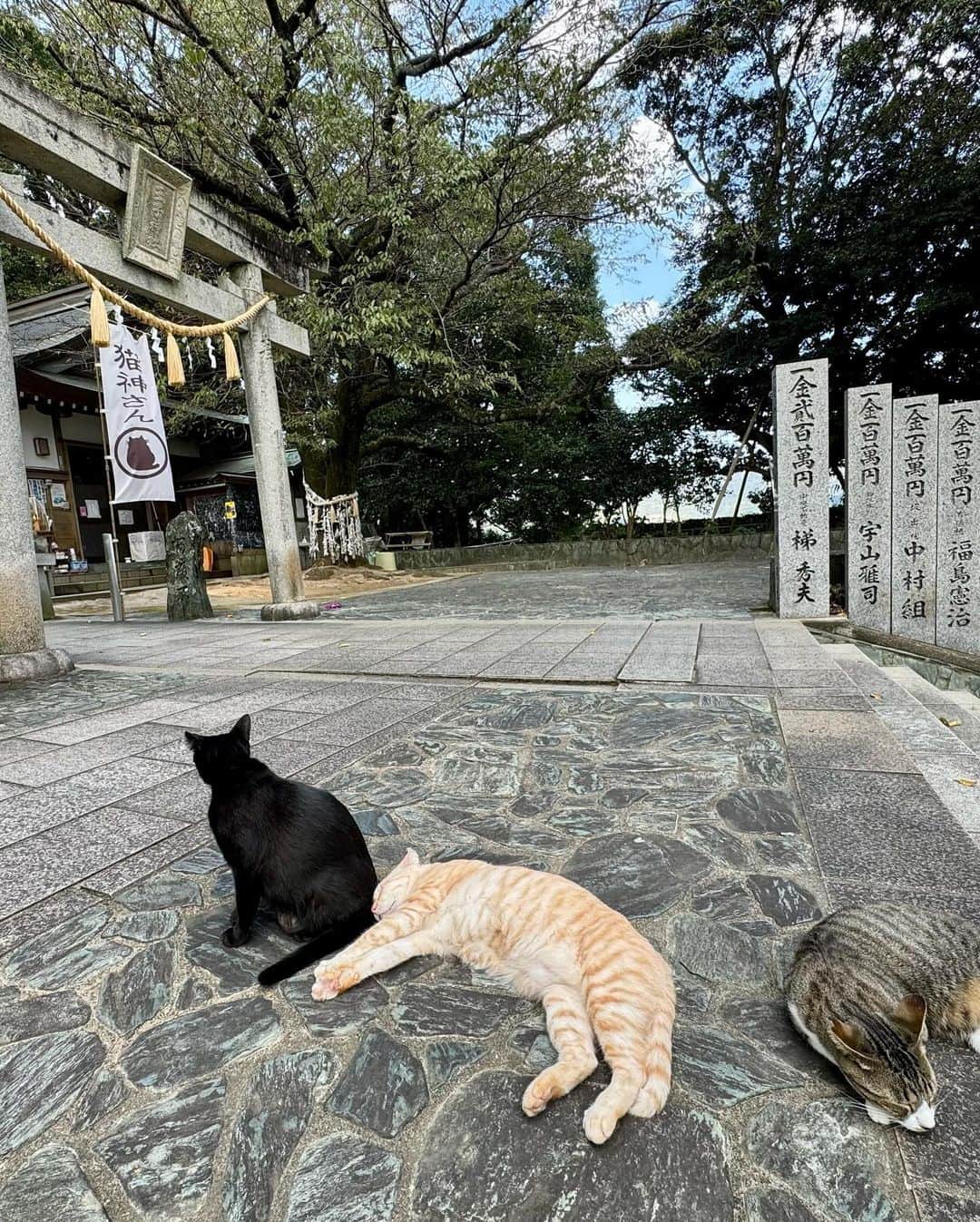 綱島恵里香さんのインスタグラム写真 - (綱島恵里香Instagram)「猫神さん王子神社に行ってきました！ 猫ちゃん3匹がお出迎えしてくれて感激です！ おちゃるさんのためにペットのお守りも買ったよ！ とっても素敵な神社でまた行きたい🐈猫好きにはたまらん！でした♡  #photography#photo#camera#instagood#instalike#diarygram#lifeinjapan#beautiful#beauty#ootd#instagood#instalike#model#ootn#cordinate#code#팔로우미#얼스타그램#コーデ #モデル#女優##写真#カメラ#ポートレート#japan#旅行好きな人と繋がりたい」10月16日 18時47分 - tsunashima.erika