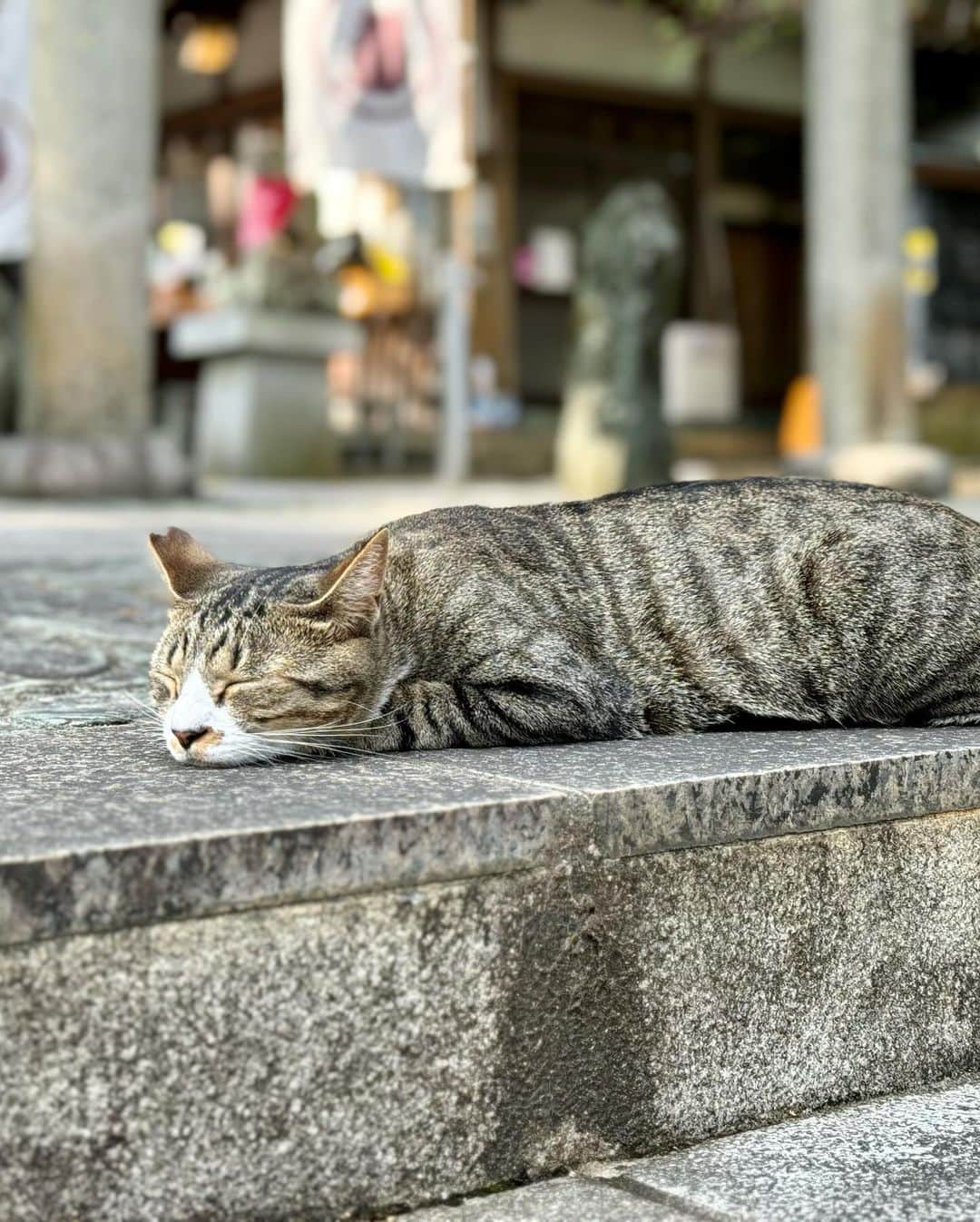 綱島恵里香さんのインスタグラム写真 - (綱島恵里香Instagram)「猫神さん王子神社に行ってきました！ 猫ちゃん3匹がお出迎えしてくれて感激です！ おちゃるさんのためにペットのお守りも買ったよ！ とっても素敵な神社でまた行きたい🐈猫好きにはたまらん！でした♡  #photography#photo#camera#instagood#instalike#diarygram#lifeinjapan#beautiful#beauty#ootd#instagood#instalike#model#ootn#cordinate#code#팔로우미#얼스타그램#コーデ #モデル#女優##写真#カメラ#ポートレート#japan#旅行好きな人と繋がりたい」10月16日 18時47分 - tsunashima.erika