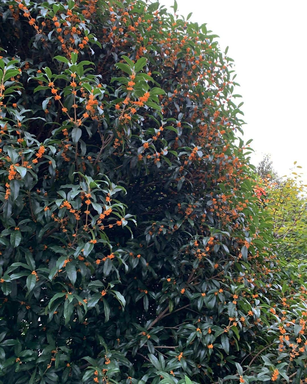 山本真莉のインスタグラム：「Good smell 👃🌲🌼」