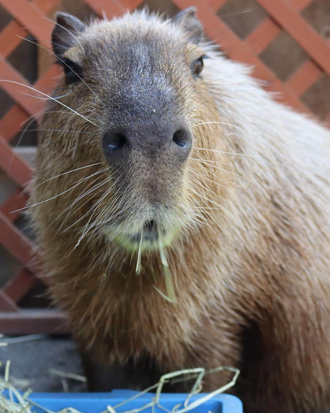 【公式】東京コミュニケーションアート専門学校ECOのインスタグラム：「本日の動物達の様子です😊 暖かいのが得意な動物達は、日中ものんびりと思い思いに過ごしていました🌱  ちなみに、カピバラのマロンさん🌰 毎日のように会いに来てくださる近隣の方もいらっしゃって、たくさんの方に可愛がって頂いております☺️♡  今日は（も）、お食事中の一コマです😆  . ・－・－・－・－・－・－・－・－・ ⁡ 学校説明会やオープンキャンパスも実施しております🐰🌱 ぜひご参加ください🕊🛰 ⁡ ・－・－・－・－・－・－・－・－・ ⁡ #tca東京eco動物海洋専門学校 #tcaeco #動物 #海洋 #ペット #自然環境 #恐竜 #専門学校 #オープンキャンパス #oc #進路 #動物園 #飼育員 #カピバラ #ルリコンゴウインコ #フェネック #メンフクロウ」