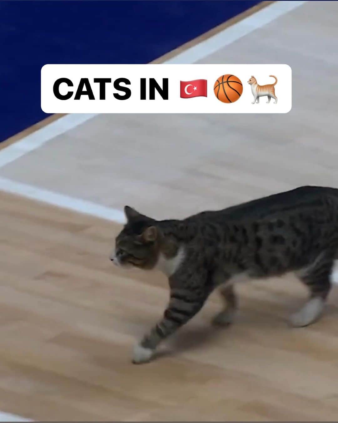 FIBAのインスタグラム：「No one: Cats in Turkiye 🇹🇷: 🐈  #BasketballCL x #GlobalCatDay」